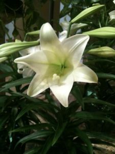 Easter Lily