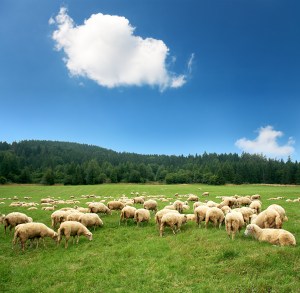 Herd of sheep on beautiful mountain meadow