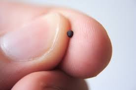 mustard seed