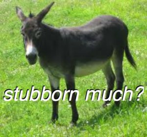 stubborn1