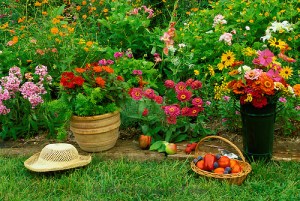 Summer garden harvest -- full blooms, ripe fruit and vegetables, midwest USA