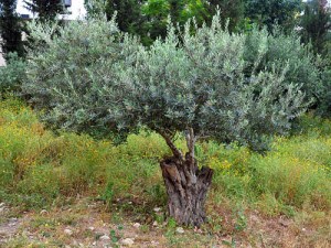 olivetree_nazvillage_fjenkins_043010_140t