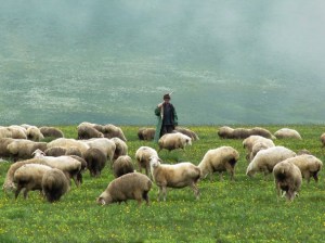 shepherd-and-sheep